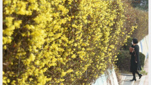 성큼 다가온 봄…대구 개나리 17일 첫 개화