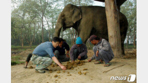 1kg 200만원…최고가 ‘코끼리똥 커피’ 대량 생산 기술 개발