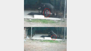 코끼리 목욕 시키던 사육사, 코끼리에 깔려 사망…어쩌다?