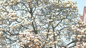 봄 성큼… 목련 활짝, 웃음꽃 활짝