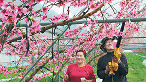복숭아 인공 수정작업 한창