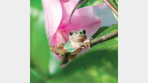 6일 경칩… 겨울잠 깬 청개구리