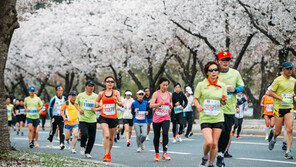 ‘천년고도’를 달굴 마라톤 열기, 경주벚꽃마라톤에 참여하세요!