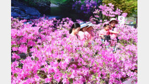 청송 ‘주왕산 수달래 축제’ 잠정 중단…군락지·개체수 적어