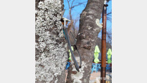 [고양이 눈]나무에 걸린 안경