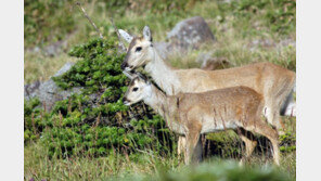 “제주 노루 10년간 9000여마리 줄어…유해야생동물 지정 해제해야”