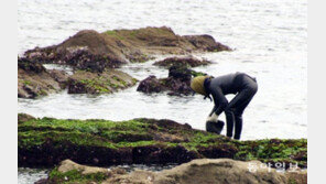겨울 얼음장 갯바위 청소하며 키웠는데…돌미역 함부로 따면 경찰서행