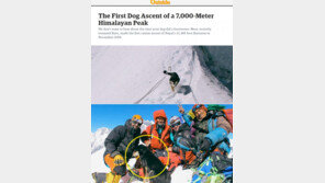 히말라야 떠돌이개 7129m 고봉 등정…최고 높이 오른 개 추정