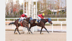 국산 암말 기대주 대완마, 수말들 울리나