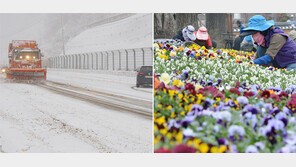 눈과 꽃… 봄의 두 얼굴