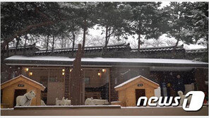 靑, 풍산개 ‘도그 타운’ 공개…文대통령 “제일 살찐 놈이 산이”