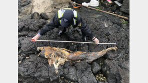 제주서 돌고래 사체 2구 발견…올해만 27번째