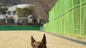 수색 나선 경찰 소방대원보다 실종자 먼저 찾은 인명구조견 ‘왕건’