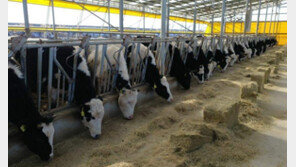 인천 계양구서 ‘소 결핵’ 3마리 추가 감염