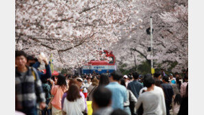 “벚꽃구경 오세요” 진해군항제 25일부터 벚꽃 축제 준비