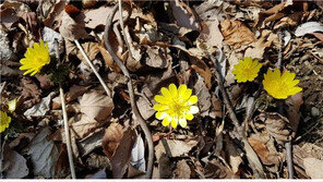 지리산 봄꽃 개화 시작…“전년대비 10일 빨라”