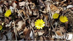 현호색·얼레지·히어리… 지리산 봄 야생화 개화 시작