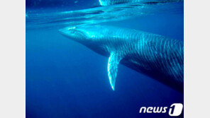 ‘못 먹을거 먹었네’…사람 삼키려다 뱉은 고래