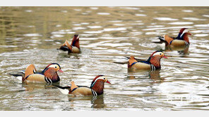 원앙 가족의 봄나들이 [퇴근길 한 컷]