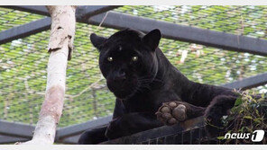 재규어와 셀카 찍으려다…美여성, 발톱 공격당해