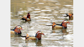 원앙 가족의 봄나들이