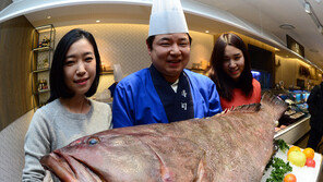 제주 다금바리 어획량 5년새 10배↑…횟집가격 20만원대 왜?