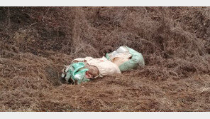 “퇴비하려고”…보은 밭에 돼지 사체 20여구 무단 투기