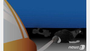 뺑소니 사망사고 내고 세차·블랙박스 삭제한 택시기사