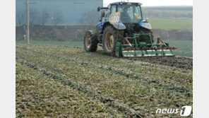 “오죽하면 자식같은 양파 갈아엎겠나”…산지폐기 신청 쇄도