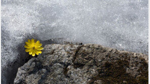 고홍곤 작가 개인전… 겨울바람 견디고 다시 핀 그대