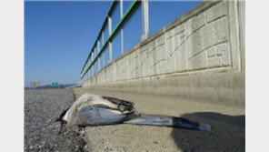 ‘새 잡는 유리벽’ 한해 800만마리 폐사…하루 2만마리 충돌사