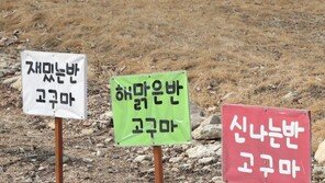 재밌고, 해맑고, 신나는 고구마…어떤 모양과 맛일까?