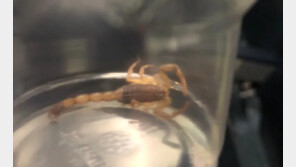 “등이 따끔해서 확인했더니”…비행 중 ‘전갈’에 물린 승객 ‘기겁’ 