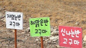 [고양이 눈]재밌고 해맑고 신나는 고구마