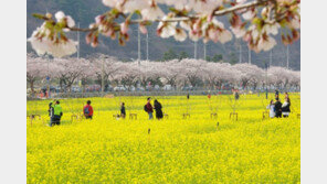 “봄향기 가득한 삼척으로 가자”…맹방 유채꽃 축제 29일 개막