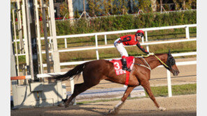 총상금 4억원 걸고 한국경마 3세 이상 최강마들 1200m 단판승부