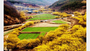 ‘꽃구경 오세요’…의성 산수유꽃축제 23일 ‘팡파르’