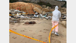 농식품부 “中 국적 여행객 소시지서 ASF 바이러스 유전자 확인”