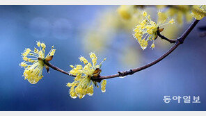 어느새 봄꽃 향기가… 봄 나들이 어디로 갈까?