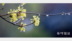 올해 벚꽃 언제 피나…예년보다 4~5일 일찍 개화