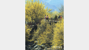 봄은 언제나 너무 짧아… 근심 털고 꽃물결 속으로