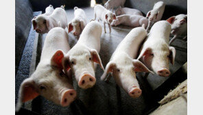 美 중국산 돼지고기 454톤 압수…역대최대 규모