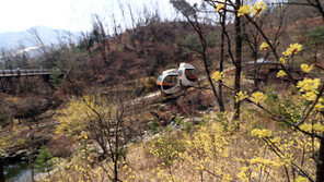 화담숲, 4월 중순까지 ‘봄 야생화 나들이’ 주간