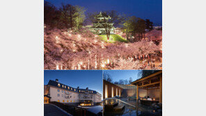 4000여 그루의 벚꽃 사이로 황홀한 조명쇼