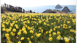 수선화 따라 성큼 찾아온 봄