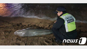 제주 해안서 또 상괭이 사체 발견…올들어 벌써 28번째