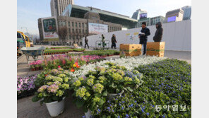 [청계천 옆 사진관]빨주노초…색동옷 갈아입은 서울광장 ‘봄꽃 단장’