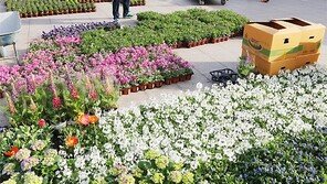 48종 봄꽃으로 단장하는 서울광장