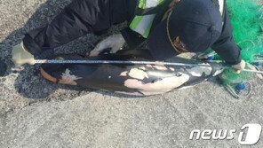 제주서 멸종위기 돌고래 상괭이 사체 또 발견…올해 28번째