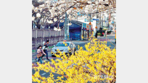 개나리와 벚꽃 활짝